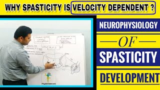 NEUROPHYSIOLOGY OF SPASTICITY DEVELOPMENT MECHANISM OF HYPERACTIVE STRETCH REFLEX [upl. by Enitsyrhc714]