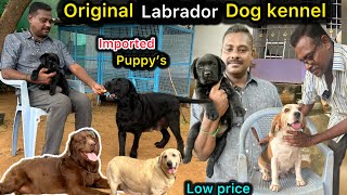 Best Labrador dog kennel  Imported Labrador puppies🥰 chennai Dog Kennel💥 Puppys for sale  pets [upl. by Betsey]