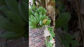 Namwa banana 2024 ripening [upl. by Aniraz]