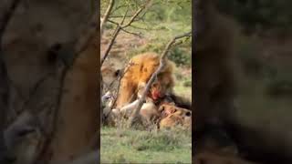 Maasai warrior stealing meat from lions [upl. by Lesab820]