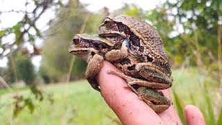 Gastrotheca riobambae  Rana andina  Couple [upl. by Trocki]