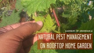 Natural Pest Management on a Roof top Home Garden [upl. by Astor]