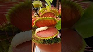 Venus Flytrap Plant Eating Insects [upl. by Gabrila]