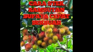 CARA STEK RAMBUTAN SUPAYA CEPAT BERBUAH [upl. by Yeh666]