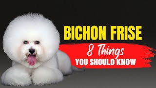 Bichon Frise 101 What Every Prospective Owner Needs to Know [upl. by Yenittirb]