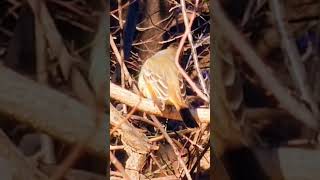 Flycatcher passing through Connecticut bird flycatcher nature wildlife [upl. by Enicnarf]