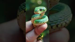 Nature beauty snake in forest shotrs forest snake nature winzaza506 winzaza506 [upl. by Peterman]