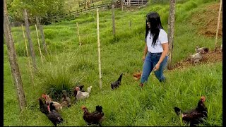 Tecnificación de gallinas criollas  La Finca de Hoy [upl. by Baler]