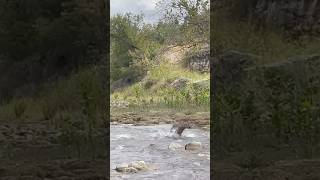 Part 1 man Saves The drowning deer in a Texas River ZOMBIE wildlife CWD💥 [upl. by Seiuqram]