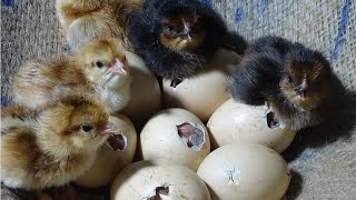 Amazing Born Chicks  Hen Harvesting Eggs To Chicks Natural Hatching  Wonderful Nature [upl. by Odlopoel]