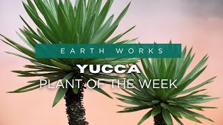 Easy Care Yucca Plants for Jacksonville Gardens [upl. by Janaye687]