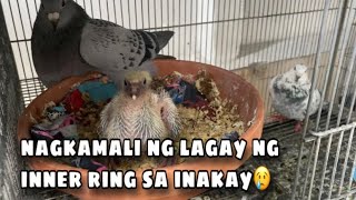 NAGKAMALI NG LAGAY NG INNER RING SA INAKAY Reggie Cruz Loft amp Aviary reggiecruzloftandaviary [upl. by Nnylhtak434]