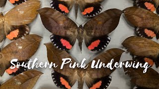 Back from the Brink  Season 3 Episode 5  Southern Pink Underwing [upl. by Yuk625]