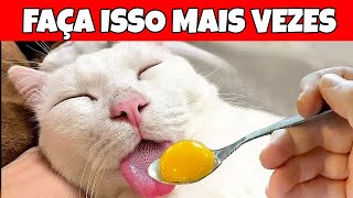 12 Coisas Que Você Deve Fazer Com Mais Frequência Pelo Seu Gato [upl. by Eldnik206]