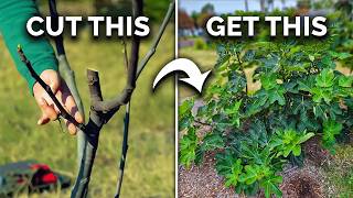 How to Prune Fig Trees for BIG Harvests [upl. by Odrawde407]