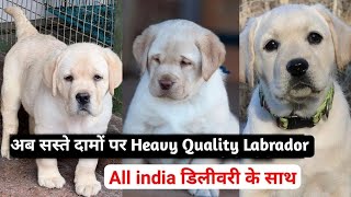 Labrador Dog Puppies For Sale  Black Labrador  Golden Labrador  Cheapest Price Dog [upl. by Lakym]