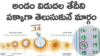 how to know ovulation time in telugu  అండం విడుదల తేదీని కచ్చితంగా తెలుసుకునే మార్గాలు [upl. by Loella89]