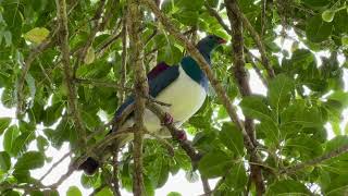 Kereru New Zealand Wood Pigeon [upl. by Artim]