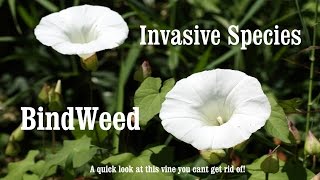 ⟹ BINDWEED  Calystegia  If you see it REMOVE it  invasive specie [upl. by Legir]