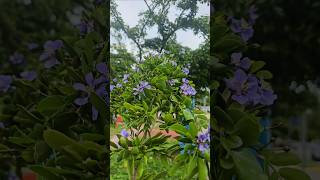 Tree of Life flowers Endangered Ironwood Lignum vitae Playa del Carmen Mexico tropical Caribbean [upl. by Liatris]