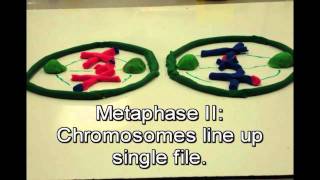 Mitosis vs Meiosis [upl. by Chauncey295]