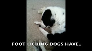 ALLERGY FOOT LICKING BORDER COLLIE [upl. by Torres172]