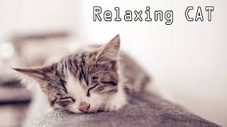 Tidur Kucing Musik  Relaxing [upl. by Conlon]