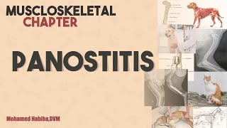 panosteitis lecture 1 [upl. by Ahsinrac]