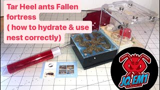 Tar Heel ants Fallen Fortress canyon how to use nest the correct way [upl. by Tehr]