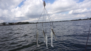 Alabama Rig in Saltwater [upl. by Jillie]