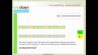 Biodoen  impulsgeleiding 2 van 5 [upl. by Okwu494]