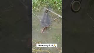 Bagre africano não quer pegar esse acará 😱🎣 pescar traira pescador fishing peixe piau pe [upl. by Mackie]