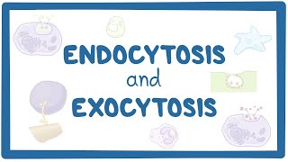 Endocytosis and exocytosis [upl. by Koenig]