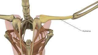 A Portrayal of Biomechanics in Avian Flight [upl. by Anaigroeg]