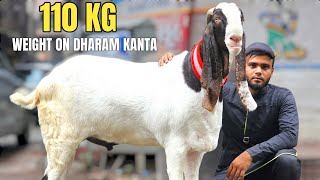 ANWAR BHAI SPECIALIST KA 110 KG KA BAKRA  WITH LIVE WEIGHT ON DHARAM KANTA  SURAT [upl. by Ynttirb898]