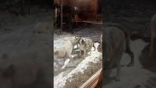 Wolves howling captured on video near cabin in Quebec [upl. by Avan]