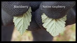 Blackberry vs Native Raspberry [upl. by Amoakuh249]