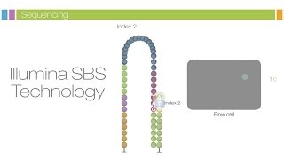 Intro to Sequencing by Synthesis Industryleading Data Quality [upl. by Margeaux]