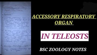 Accessory respiratory organ in teleosts in Hindi accessoryresiratoryorganinfishes zoologynotes [upl. by Mellisent593]