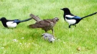 Sparrowhawk catches Wood Pigeon and is then harassed by two Magpies [upl. by Atinehs]