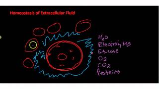 Homeostasis of Extracellar Fluid [upl. by Rea]