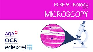 Microscopy for GCSE 91 Biology Light microscopes electron microscopes magnification resolution [upl. by Winstonn]