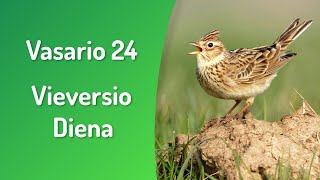 Vieversio Diena 🎵🐦📅 [upl. by Merv826]