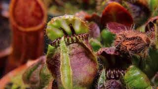 Australian Pitcher Plant  Cephalotus Follicularis [upl. by Afnin]