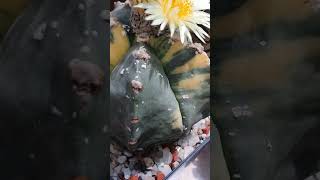 Astrophytum myriostigma variegated plants cactus [upl. by Curson]