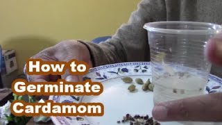 How To Grow Cardamom Plant From Seeds Faster  grow cardamom in pots [upl. by Adnuahsor554]