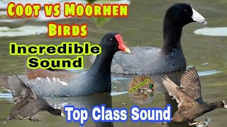 Coot vs moorhen incredible sound  coot birds best call  Moorhen birds best call sound  Coot voice [upl. by Aoket]