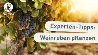 Weinreben im Garten pflanzen Anleitung [upl. by Ovatsug]