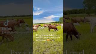 Que recuerdos tan bonitos en los ranchitos 🥹🤠🐄🐴 desdeelrancho vaqueros vaca soyderancho [upl. by Riti734]