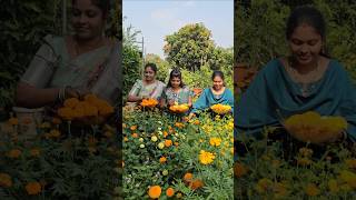 Marigold flowers harvesting బంతిపువ్వులు Mariegold mygarden gardening shortvideo ytshorts [upl. by Aerdua]